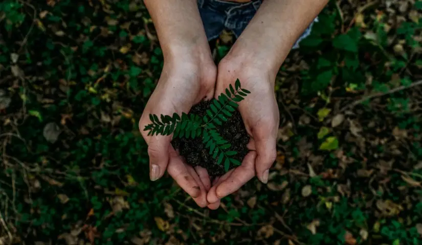 Hands cupping soil with a small green seedling growing from it, symbolizing environmental care.