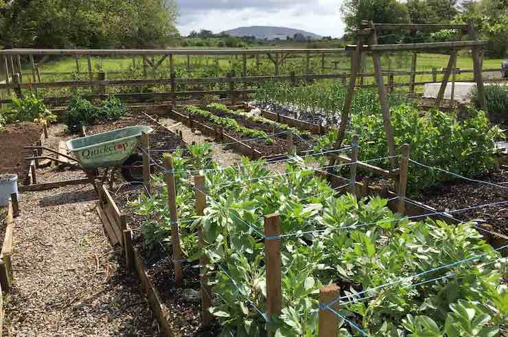 Outdoor vegetable garden with raised beds, plants, and a wheelbarrow in a rural setting.