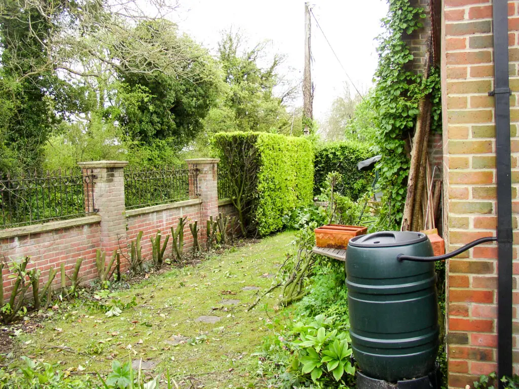 A garden with a brick wall and iron fence, lush green plants, and a green rain barrel attached to a downspout on the side of a house.